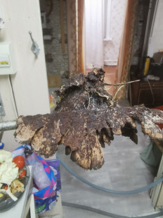 Гриб из Западная двина