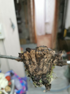 Гриб из Западная двина