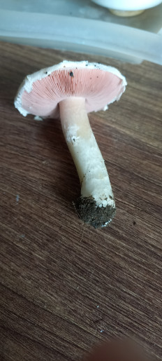 Гриб из Белореченск