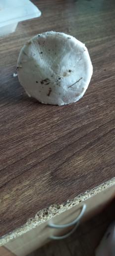 Гриб из Белореченск