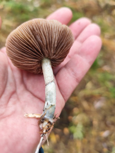 Гриб из Москва