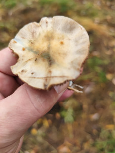 Гриб из Москва