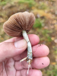 Гриб из Москва