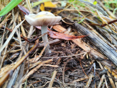 Гриб из Москва