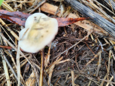 Гриб из Москва