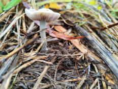 Гриб из Москва