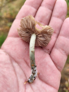 Гриб из Москва