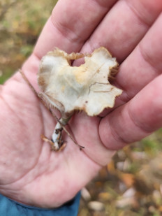 Гриб из Москва