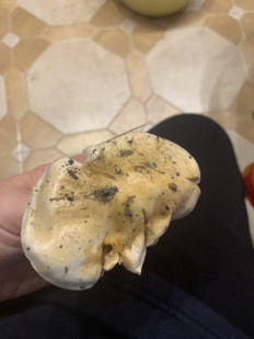 Гриб из Воронеж