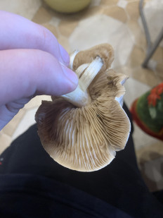 Гриб из Воронеж