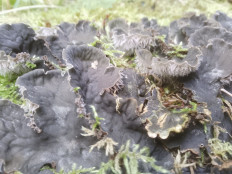 Гриб из Уфа