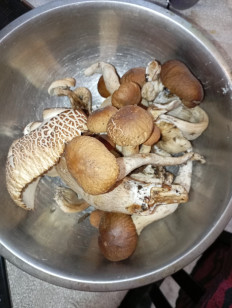 Гриб из Симферополь