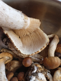 Гриб из Симферополь