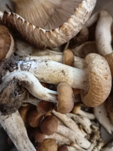 Гриб из Симферополь