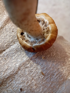 Гриб из Симферополь