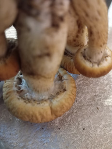 Гриб из Симферополь