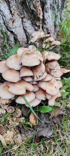 Гриб из Киев