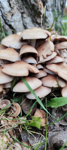 Гриб из Киев