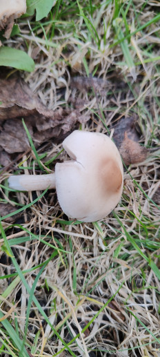 Гриб из Киев