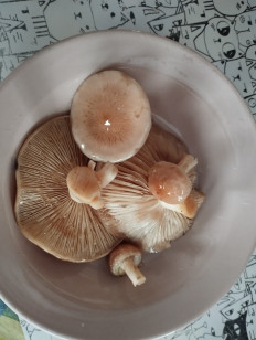 Гриб из Москва