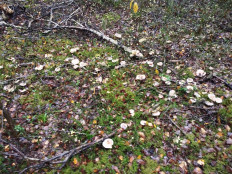 Гриб из Москва