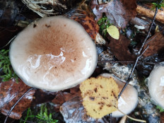 Гриб из Москва