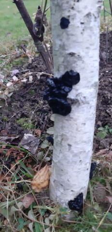 Exidia nigricans - Эксидия чернеющая