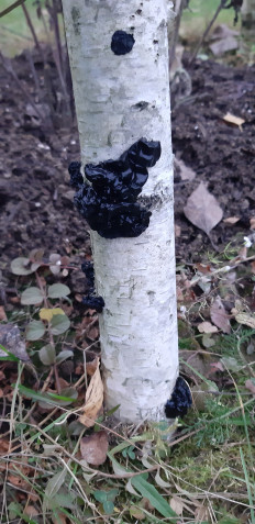 Exidia nigricans - Эксидия чернеющая