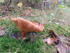 Гриб из Бредштет