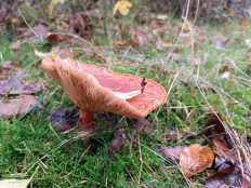 Гриб из Бредштет