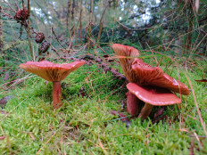 Гриб из Бредштет