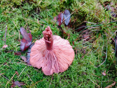 Гриб из Бредштет