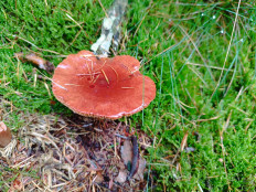 Гриб из Бредштет