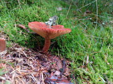 Гриб из Бредштет