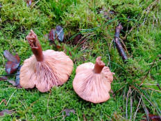 Гриб из Бредштет