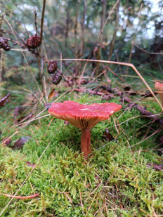 Гриб из Бредштет