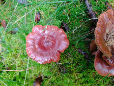 Гриб из Бредштет