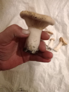 Говорушка подогнутая