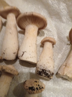 Говорушка подогнутая