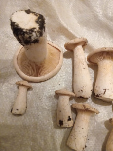 Говорушка подогнутая