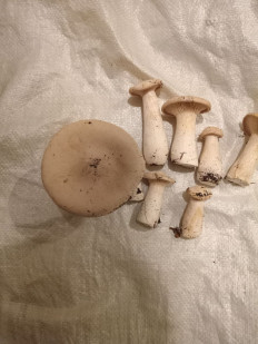 Говорушка подогнутая