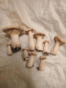 Говорушка подогнутая