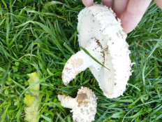 Гриб из Феодосия