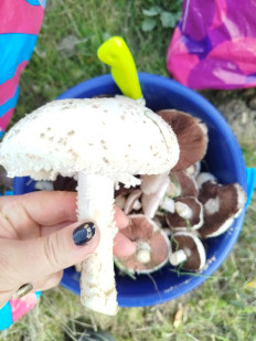 Гриб из Феодосия