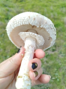 Гриб из Феодосия