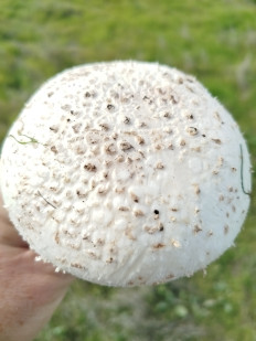 Гриб из Феодосия