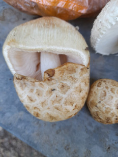 Гриб из Армавир