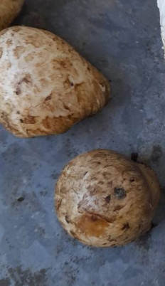 Гриб из Армавир