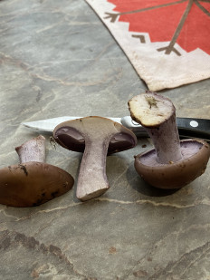 Гриб из Марьино