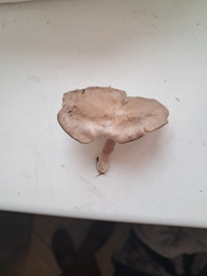 Гриб из Элиста